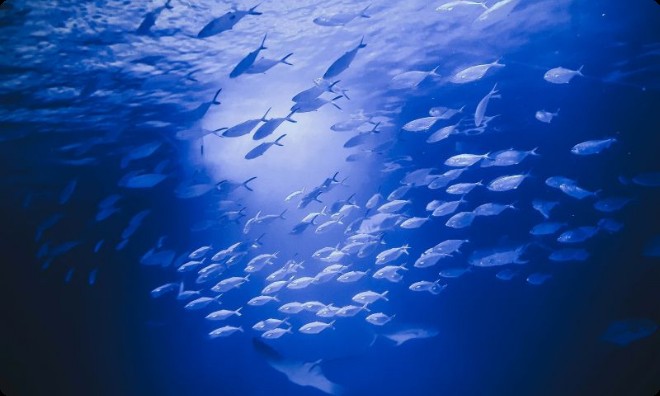 Fishingimage